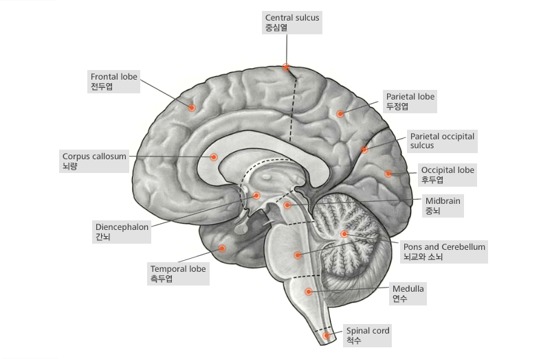 그림 - 뇌의 구조와 명칭